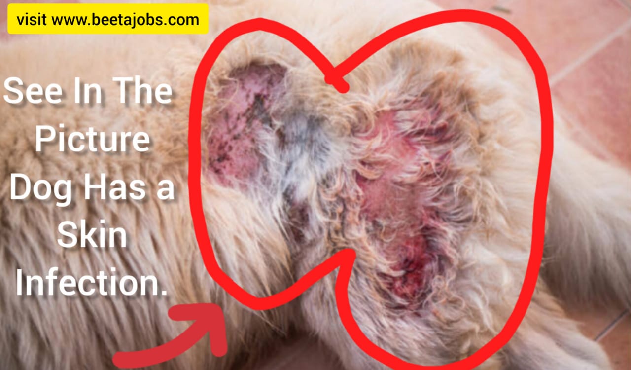 Solve Your Dog Skin Problems At Home