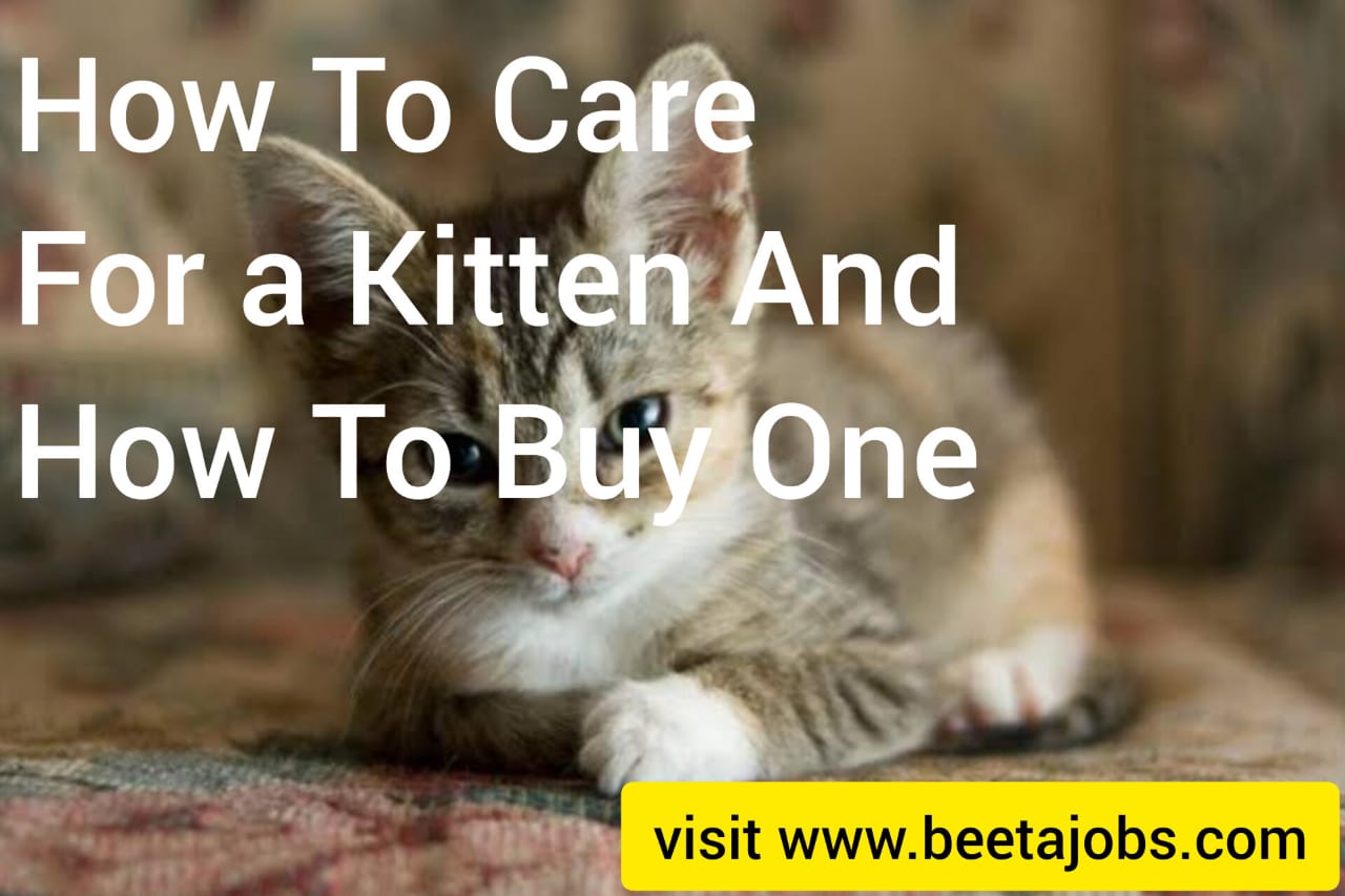 How To Take Care  Of New Kitten  At Home And How To Buy