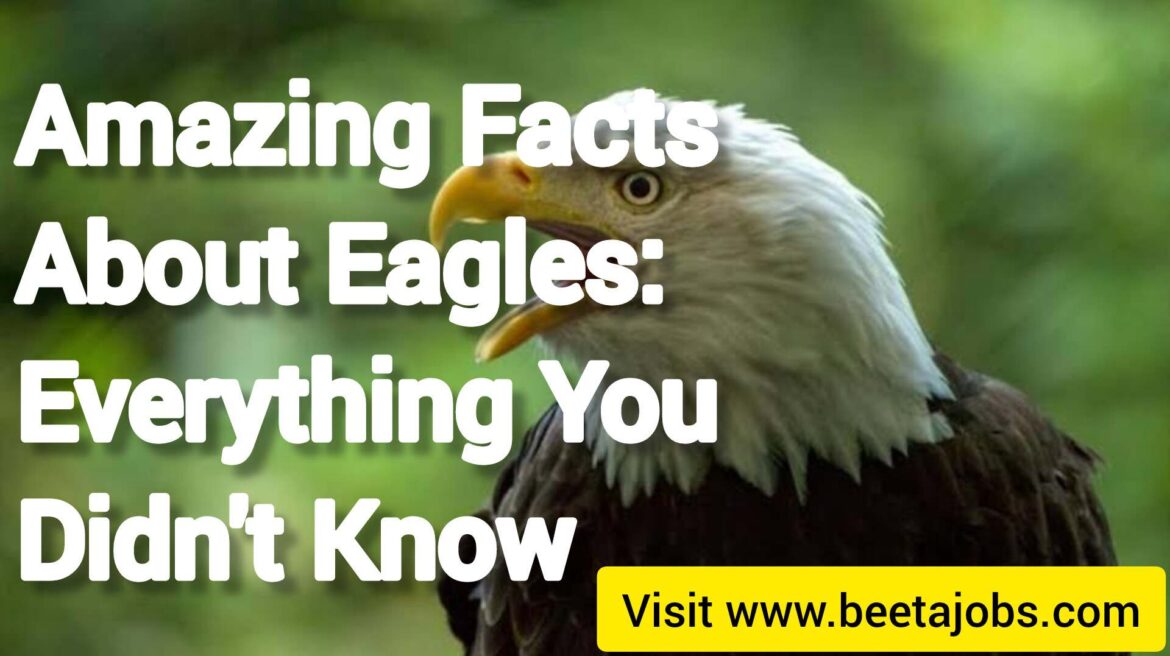 Amazing Facts About Eagles: Everything You Didn’t Know