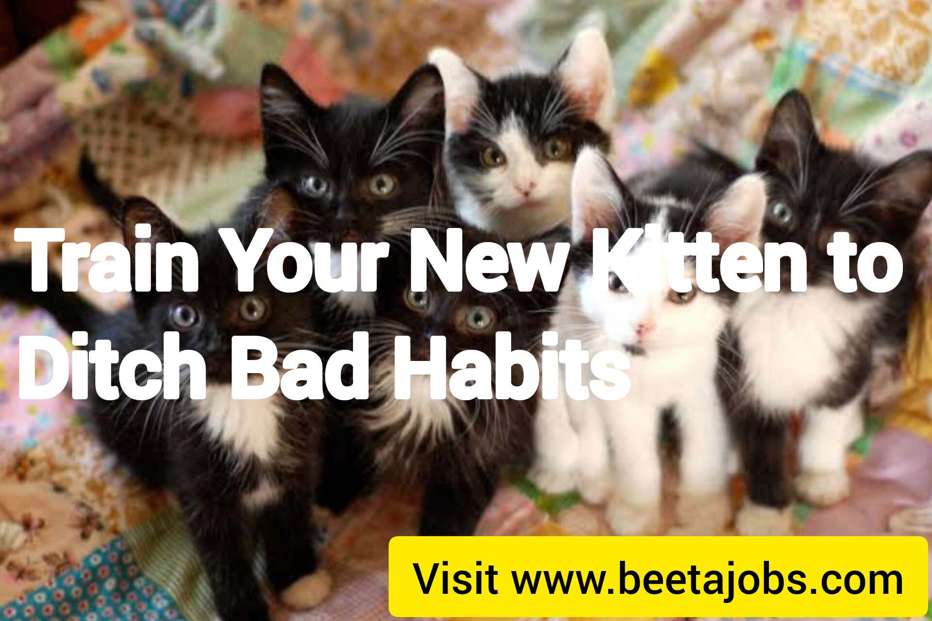 Train Your New Kitten to Ditch Bad Habits