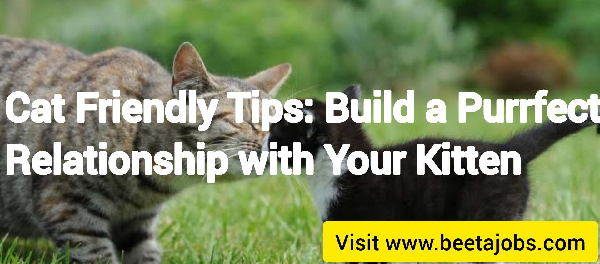 Cat Friendly Tips: Build a Perfect Relationship with Your Kitten