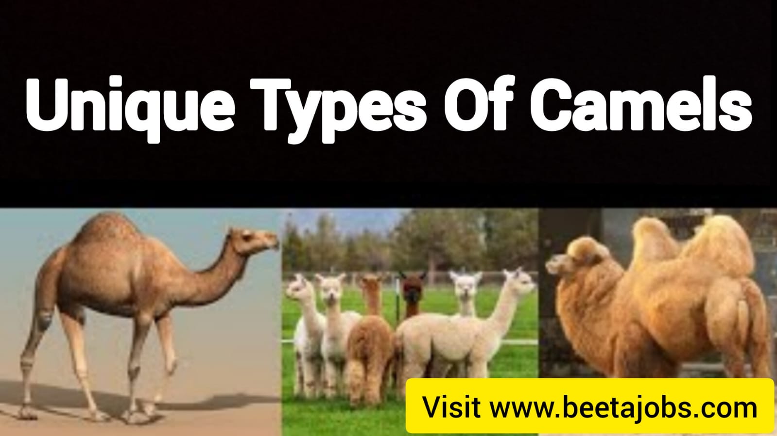 Unique Types Of Camels