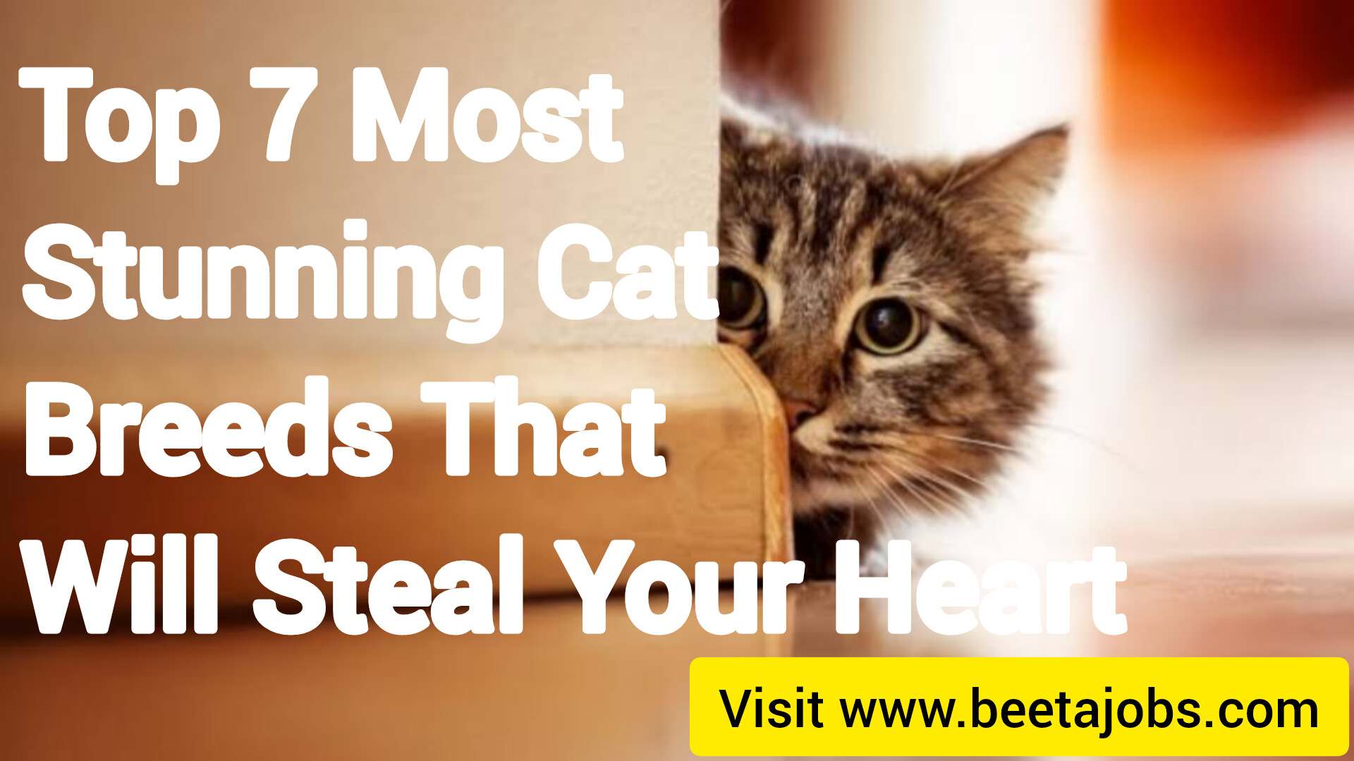 Top 7 Most Stunning Cat Breeds That Will Steal Your Heart