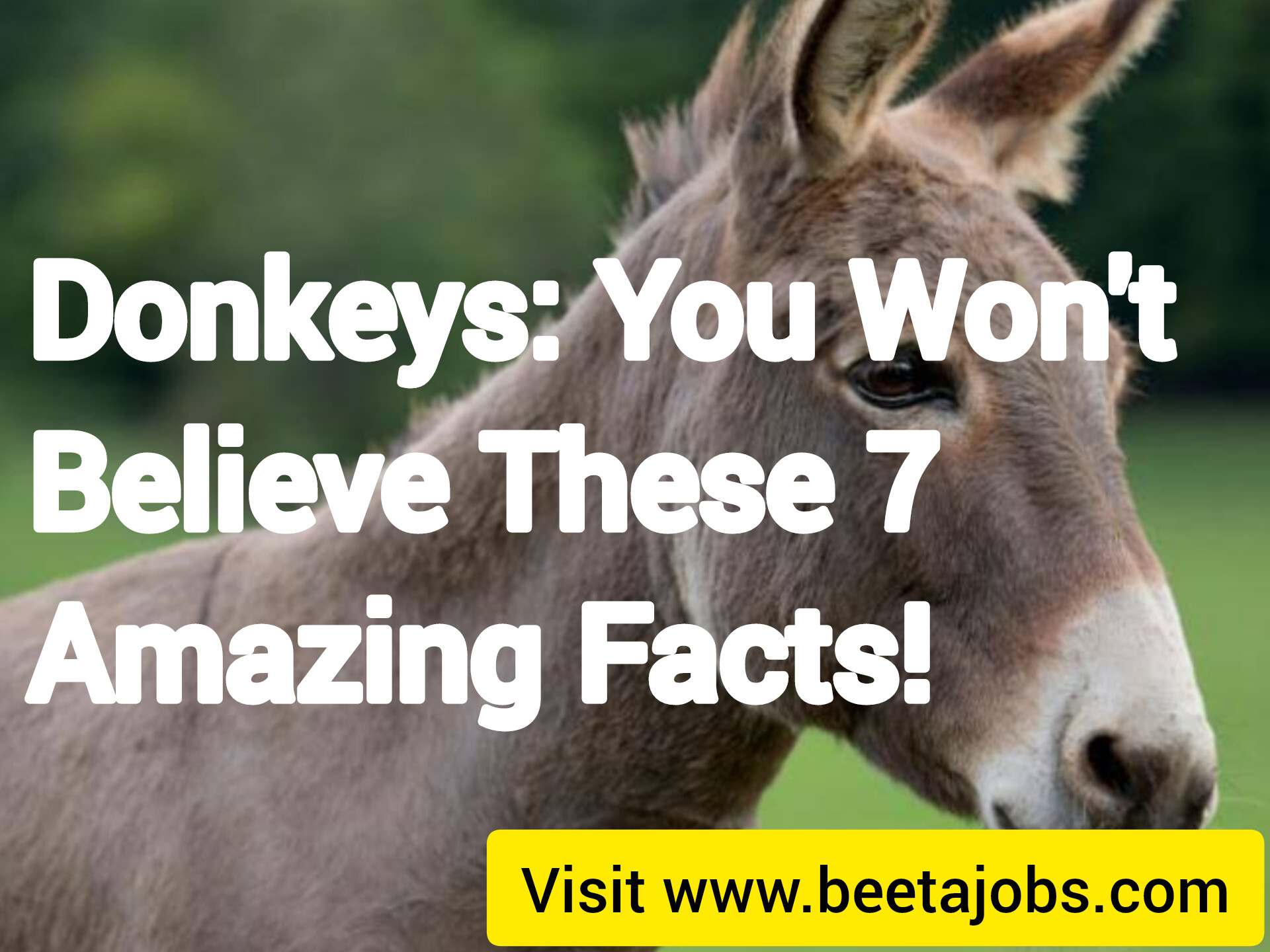 Donkeys: You Won’t Believe These 7 Amazing Facts!