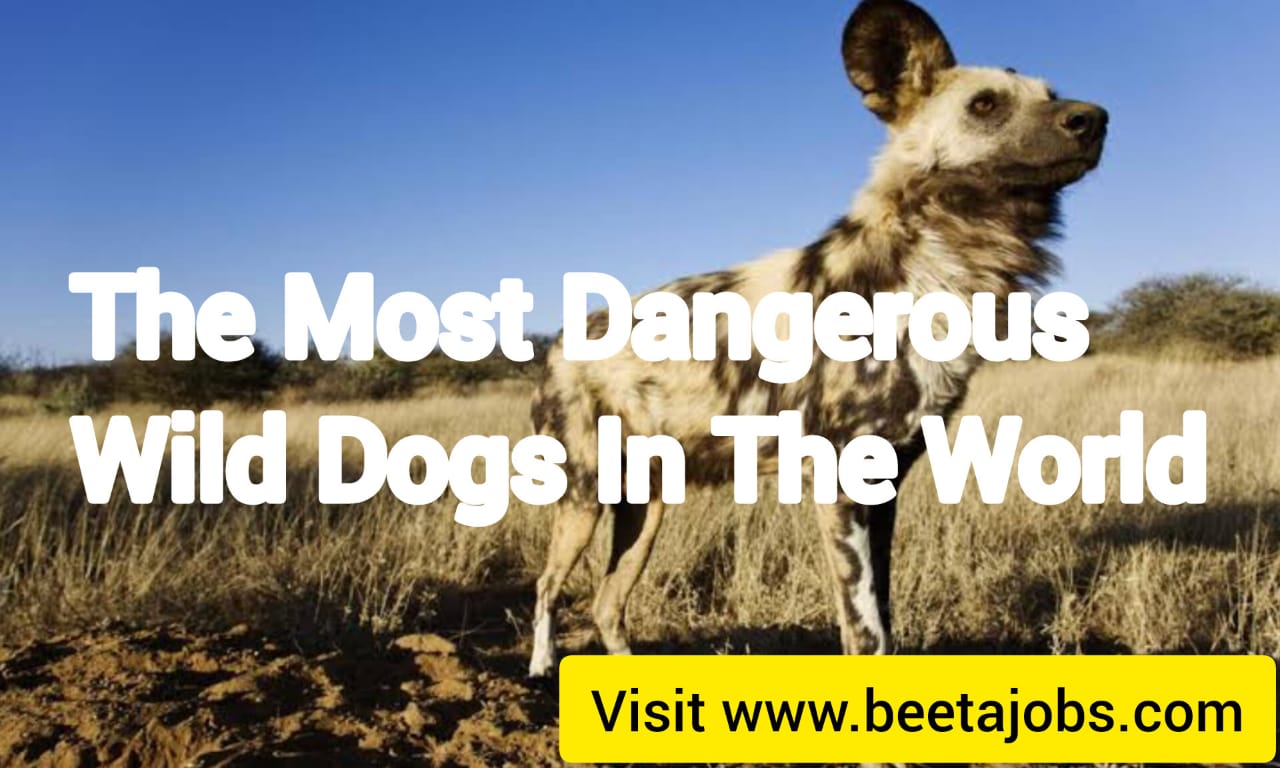The Most Dangerous Wild Dogs In The World