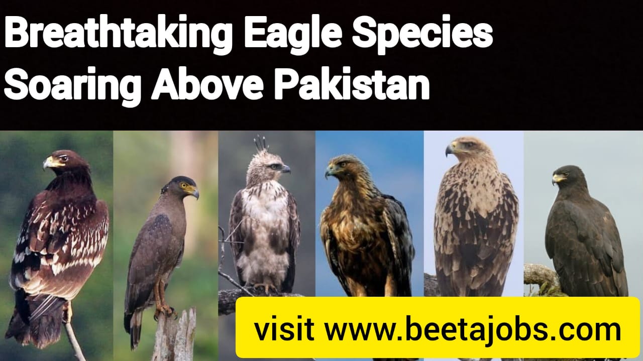 Breathtaking Eagle Species Soaring Above Pakistan