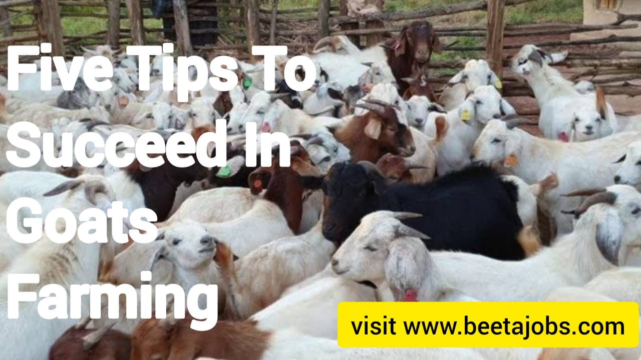 Five Tips To Succeed In Goats Farming