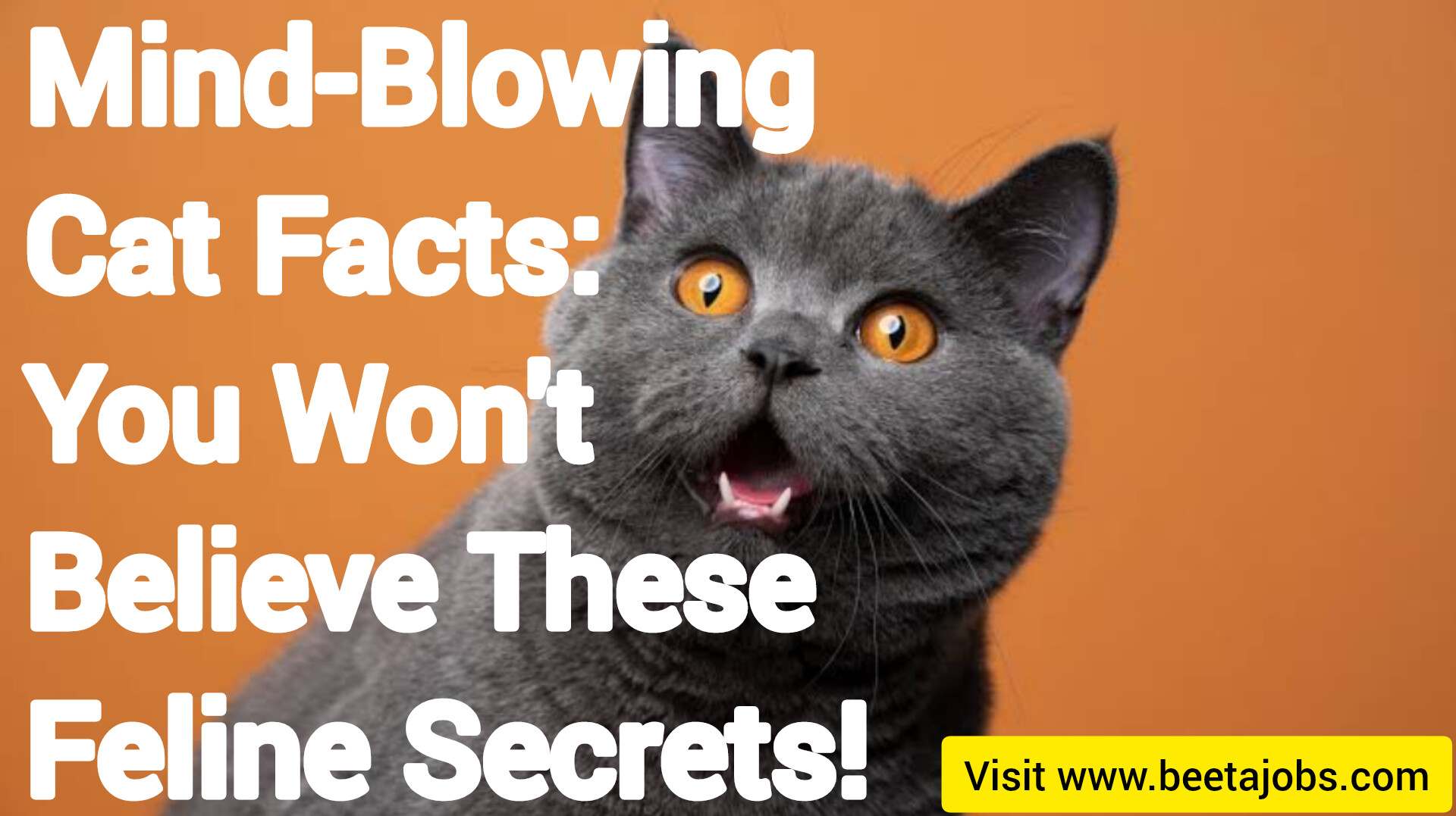 Mind-Blowing Cat Facts: You Won’t Believe These Feline Secrets!
