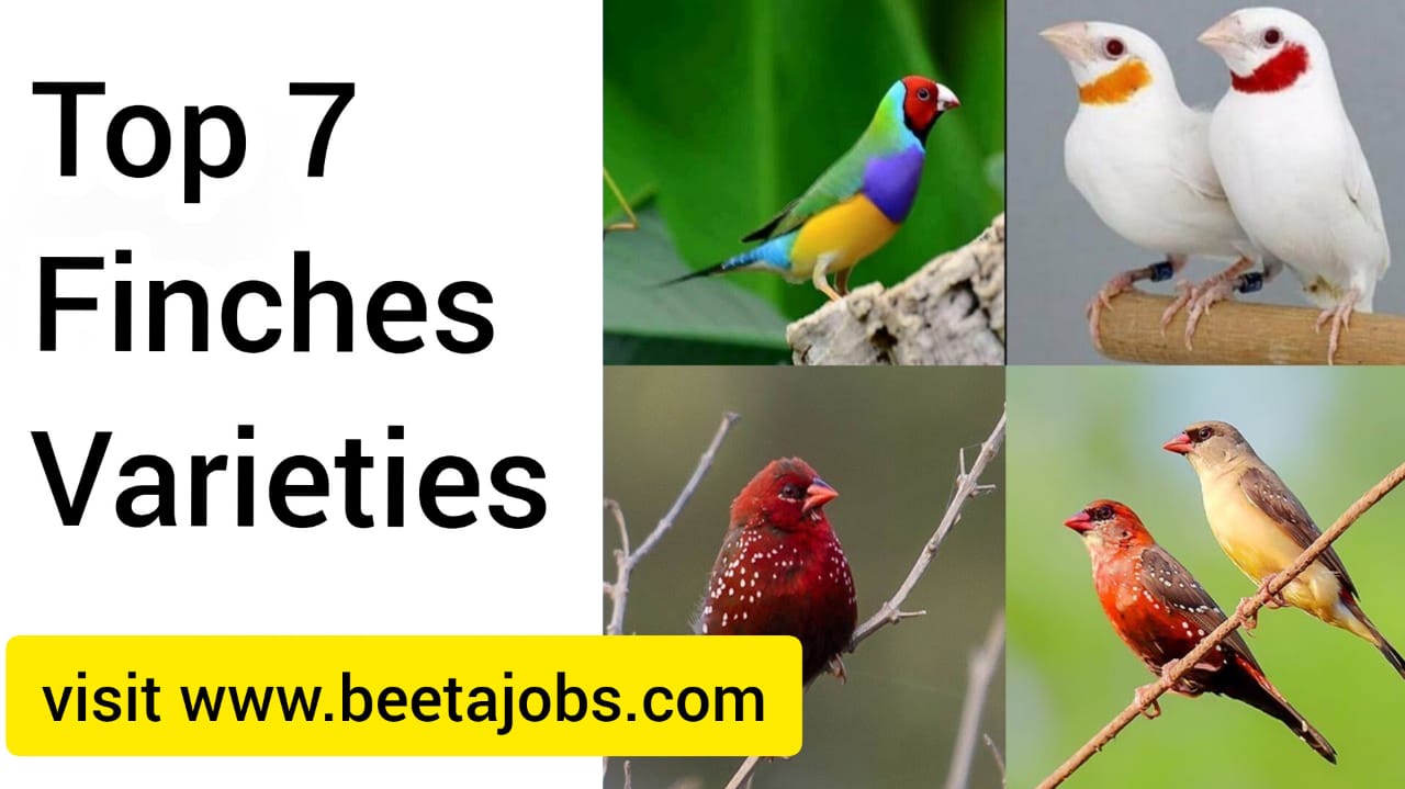 Top Seven Finches Varieties In The World