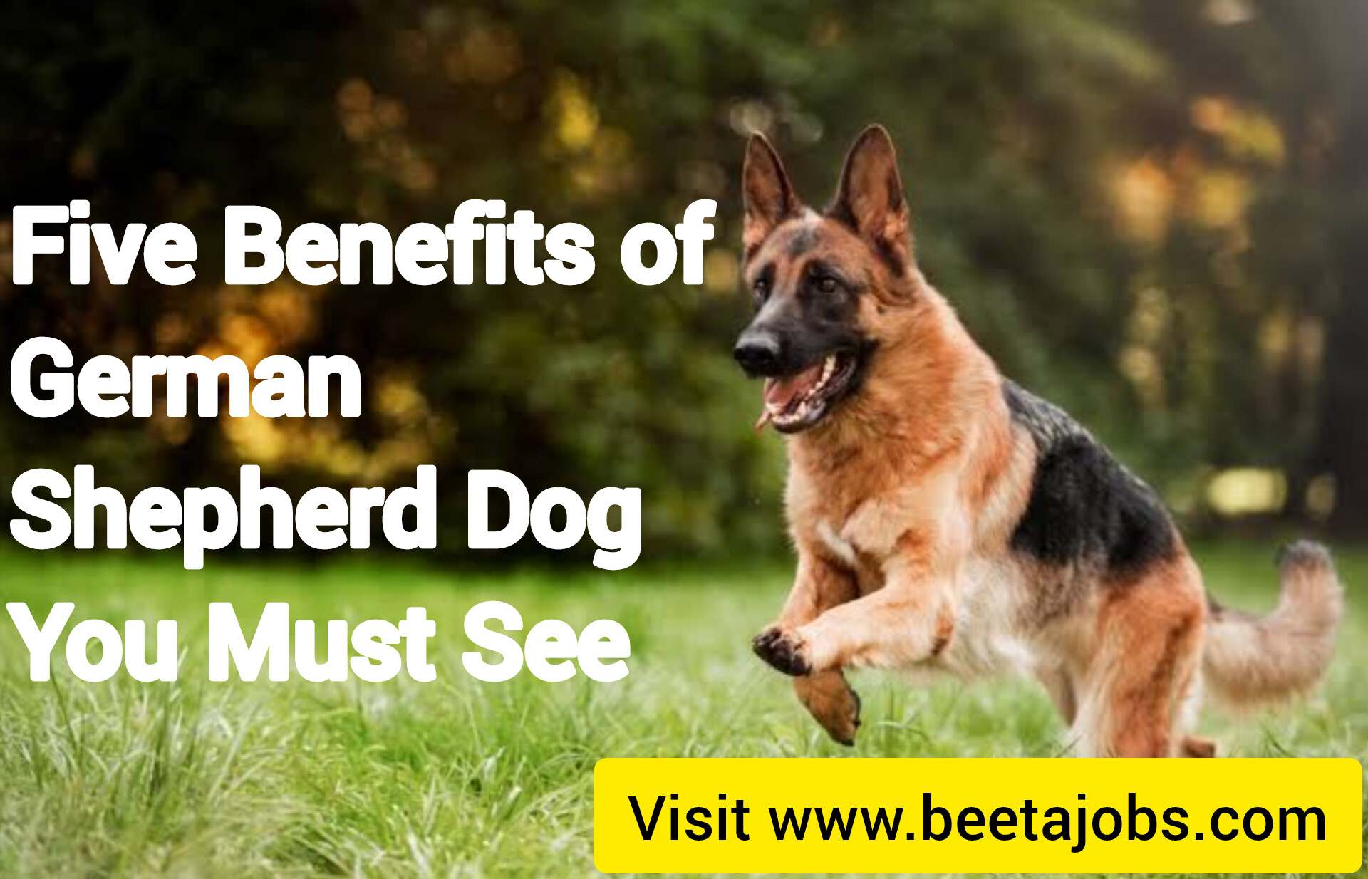 Five Benefits of German Shepherd Dog You Must See