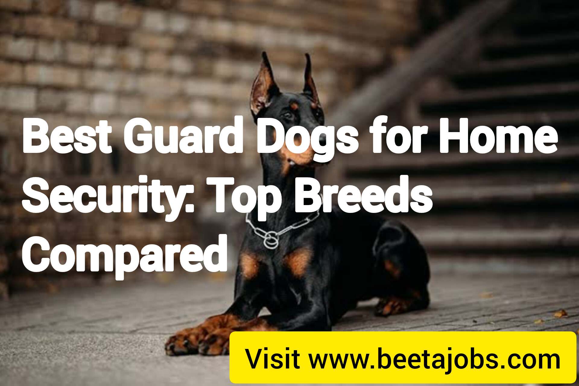 Best Guard Dogs for Home Security: Top Breeds Compared