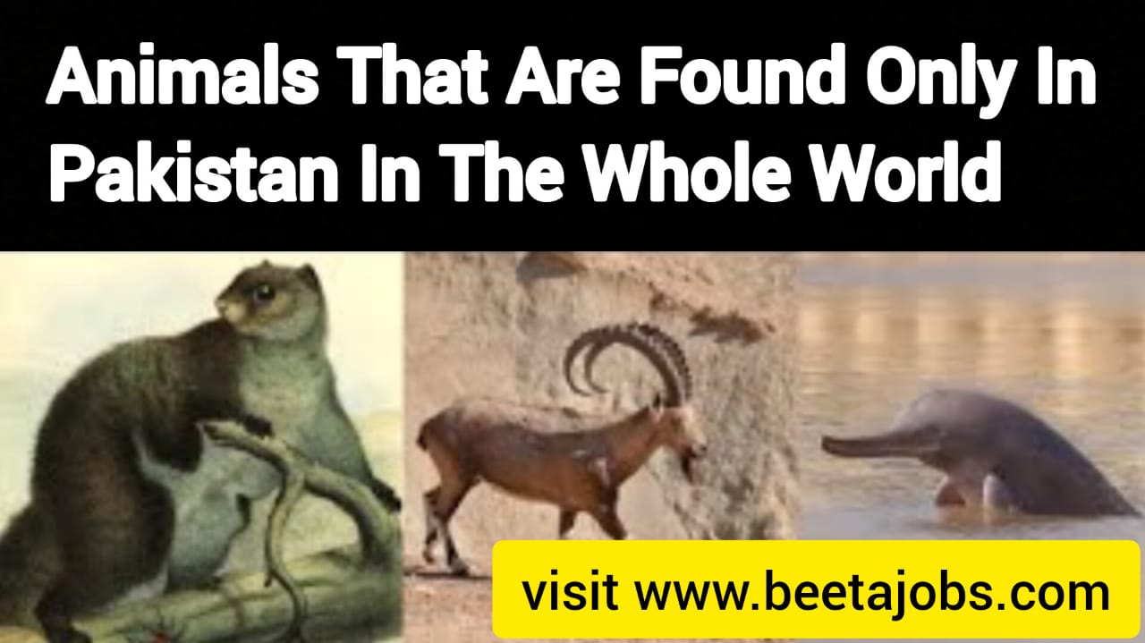 Animals That Are Found Only In Pakistan In The Whole World