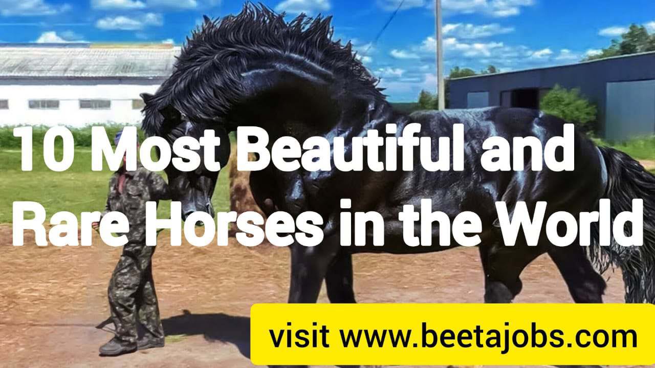 10 Most Beautiful and Rare Horses in the World