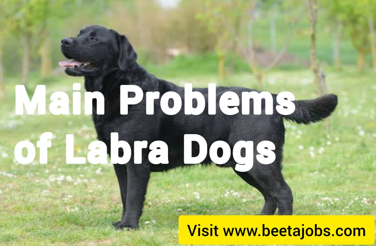 Main Problem Of Labra Dog