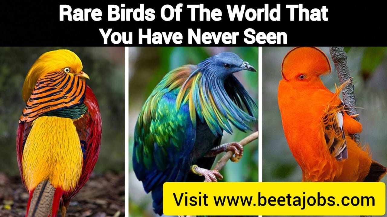 Rare Birds Of The World That You Have Never Seen