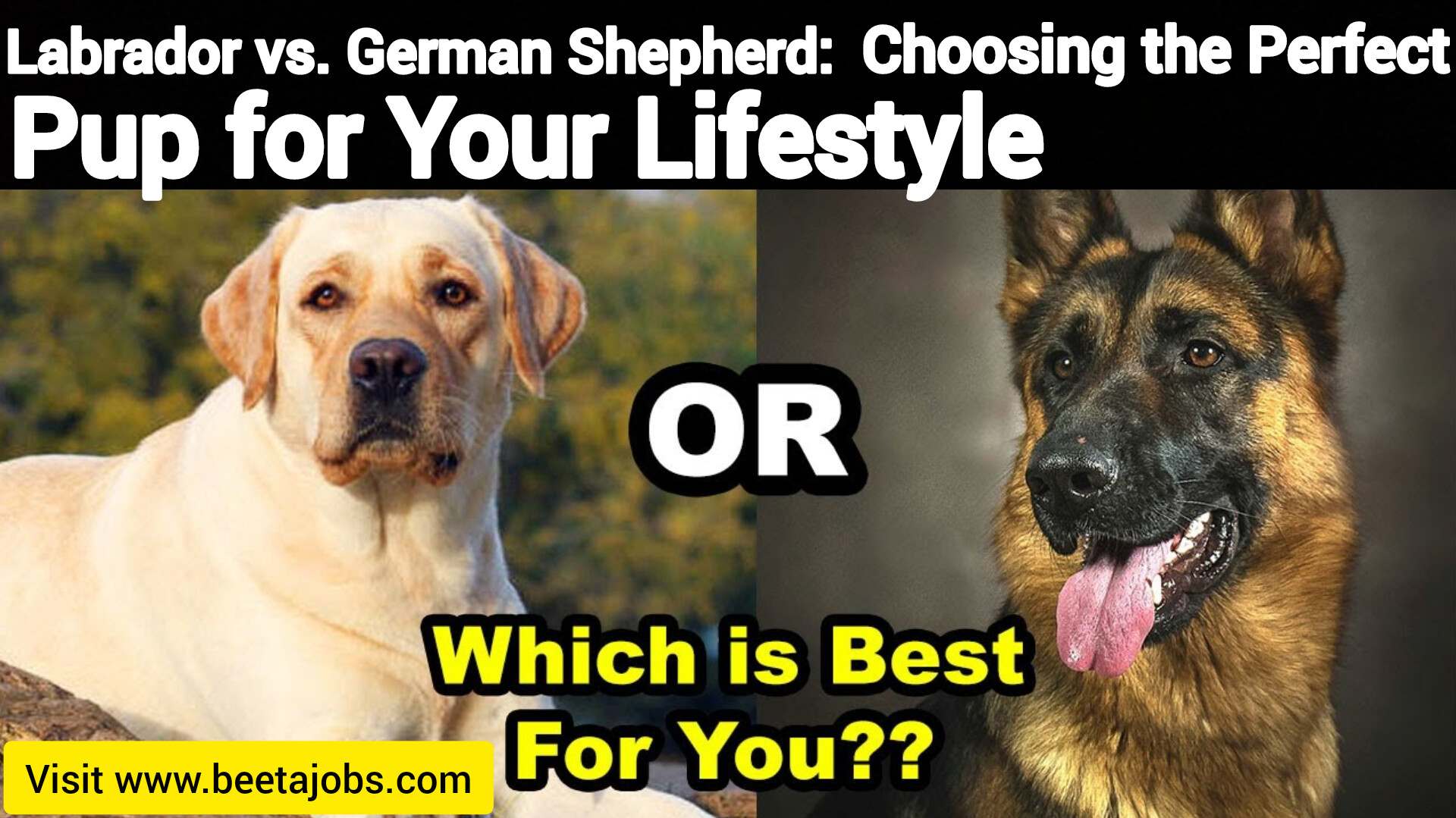Labrador vs German Shepherd: Choosing the Perfect Pup for Your Lifestyle