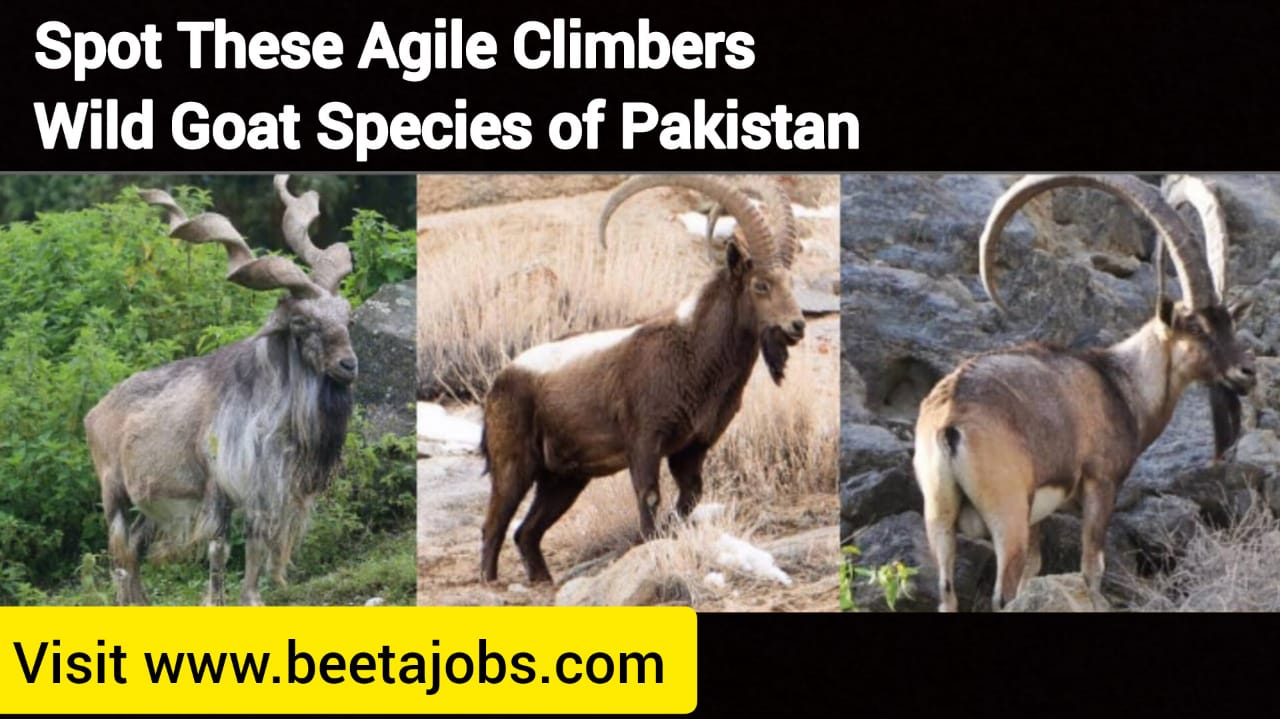 Spot These Agile climbers: Wild Goat Species of Pakistan