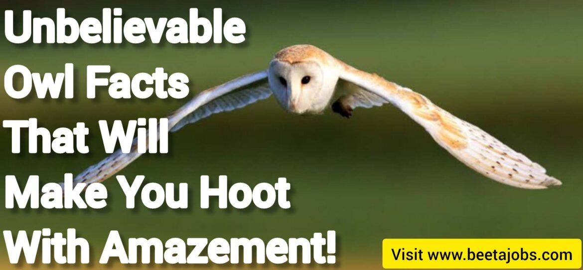 Unbelievable Owl Facts That Will Make You Hoot With Amazement!