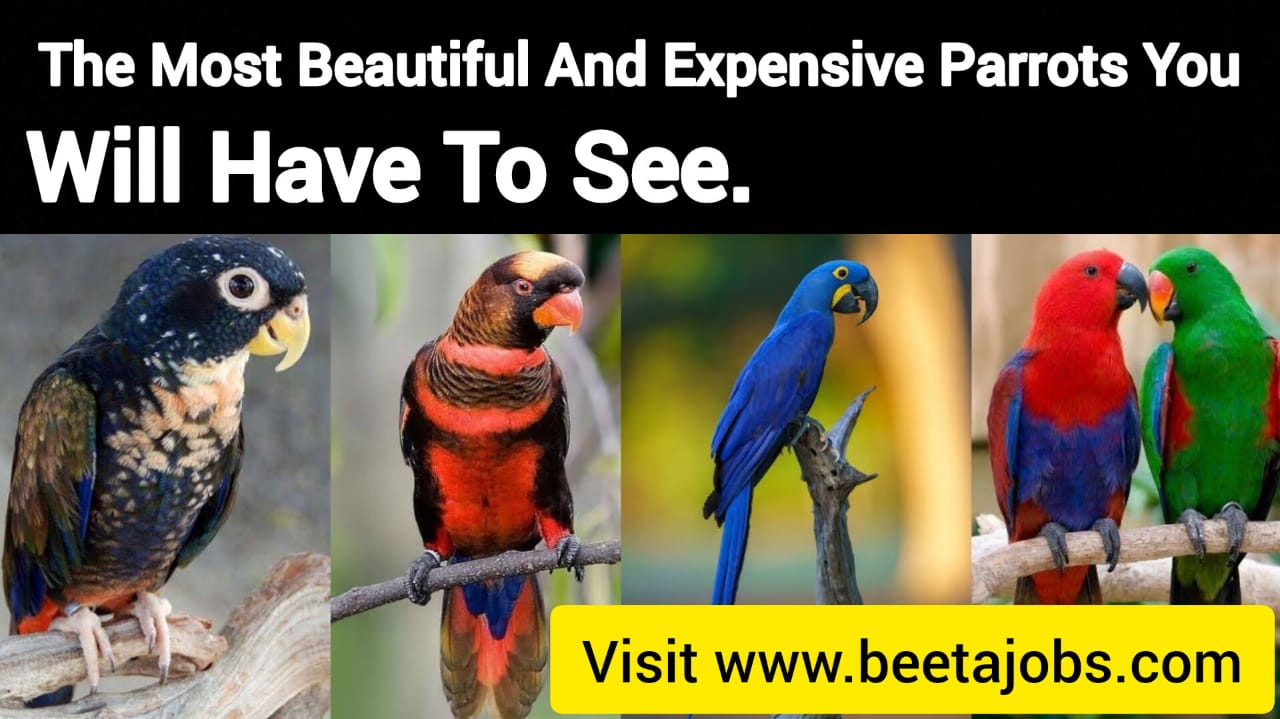 The Most Beautiful And Expensive Parrots You Will Have To See.