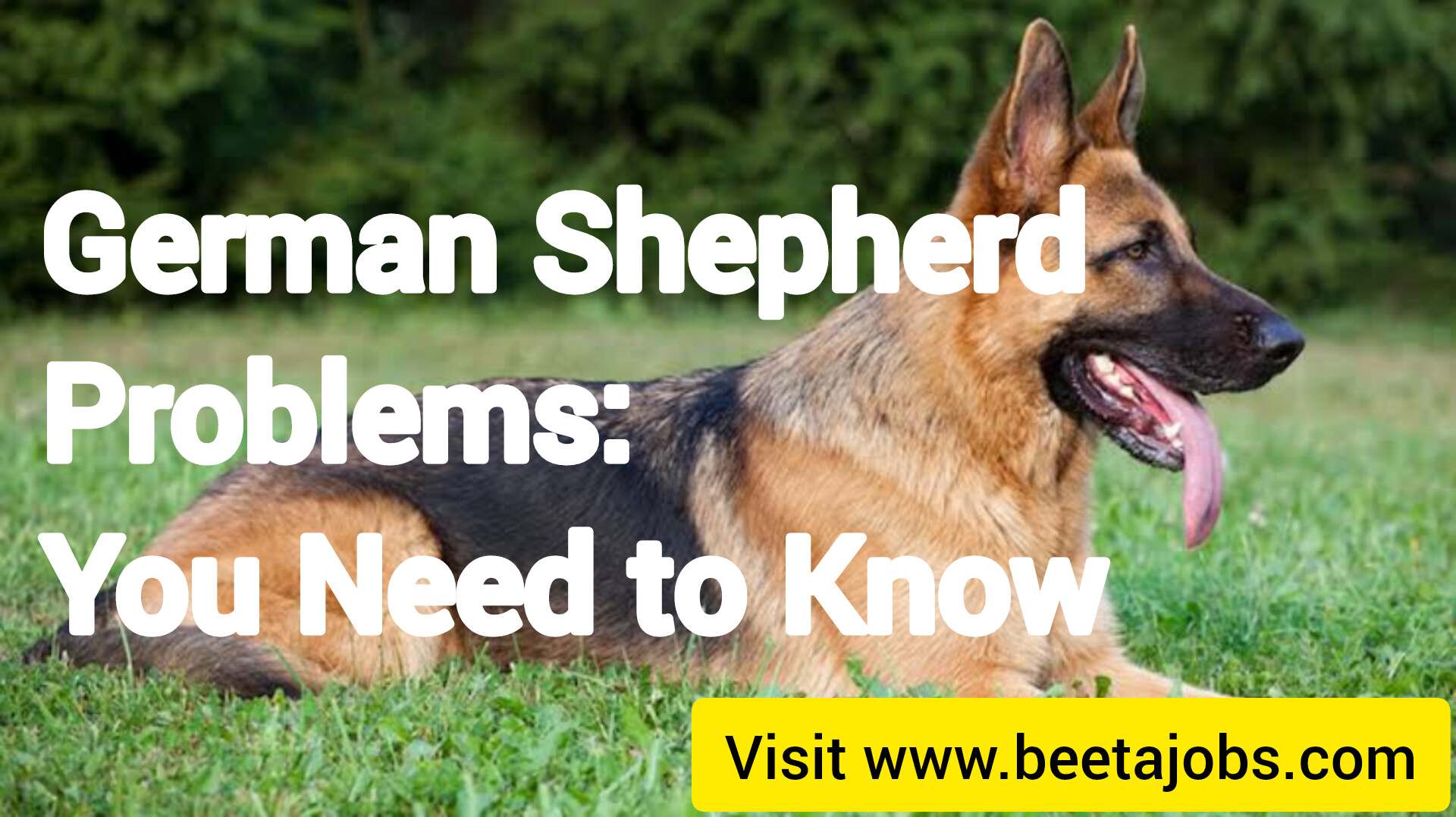 German Shepherd Problems: You Need to Know