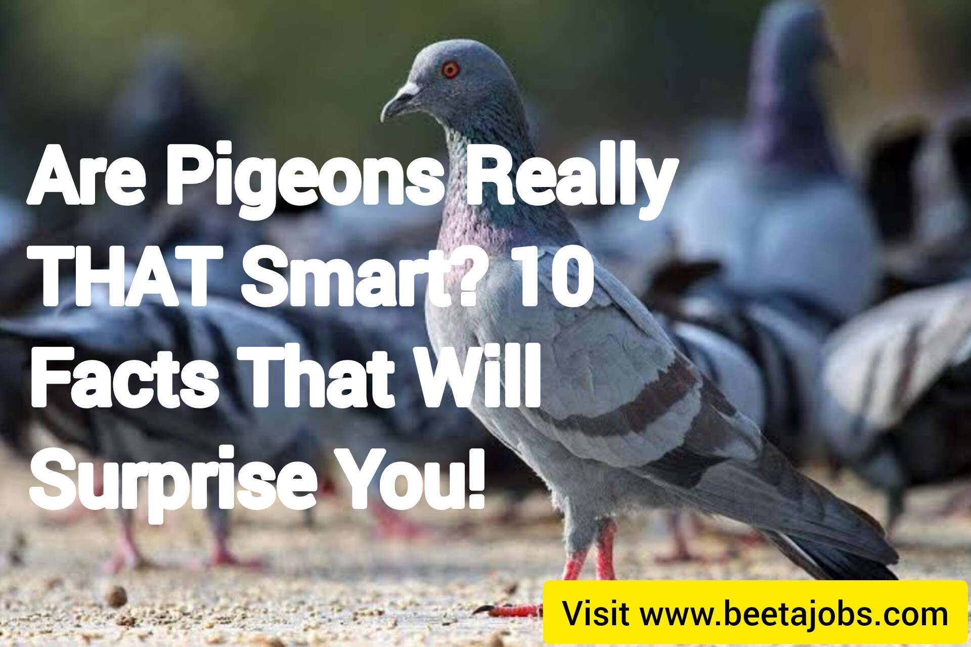 Are Pigeons Really THAT Smart? 10 Facts That Will Surprise You!