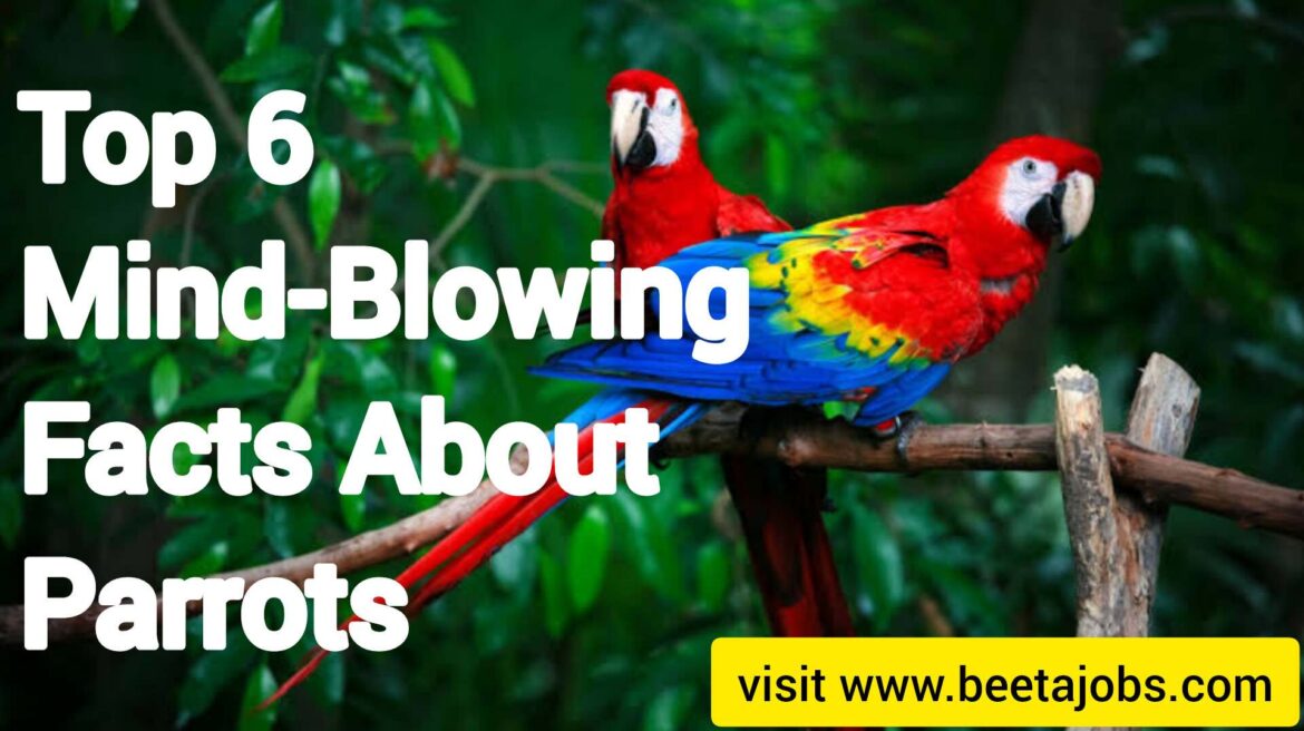 Top 6 Mind-Blowing Facts About Parrots