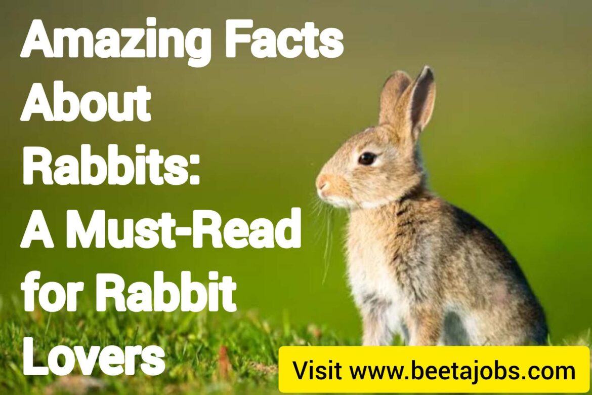 Amazing Facts About Rabbits: A Must-Read for Rabbits Lovers