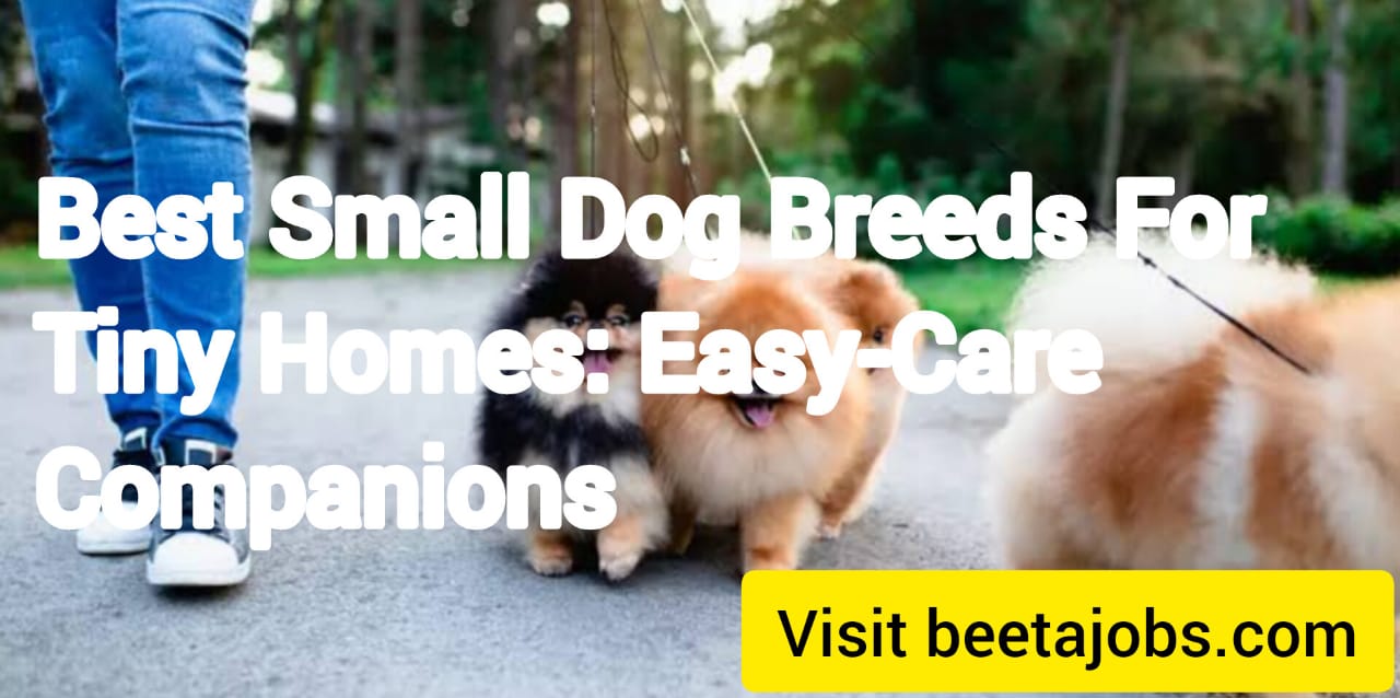 Best Small Dog Breeds for Tiny Homes: Easy-Care Companions