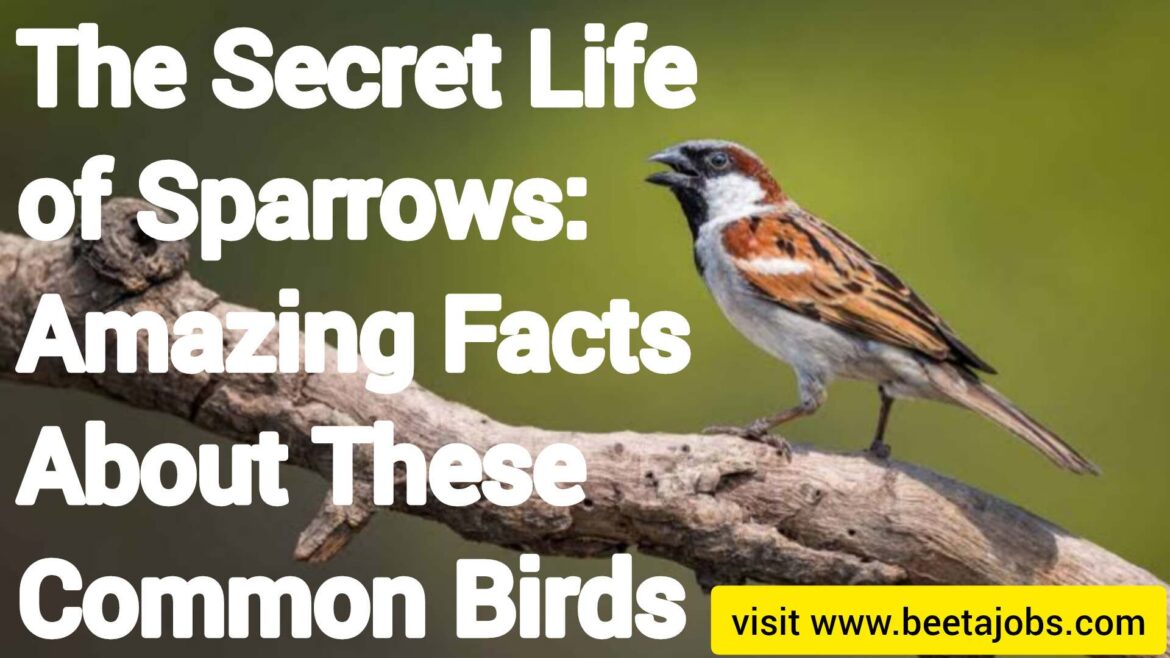 The Secret Life of Sparrows: Amazing Facts About These Common Birds