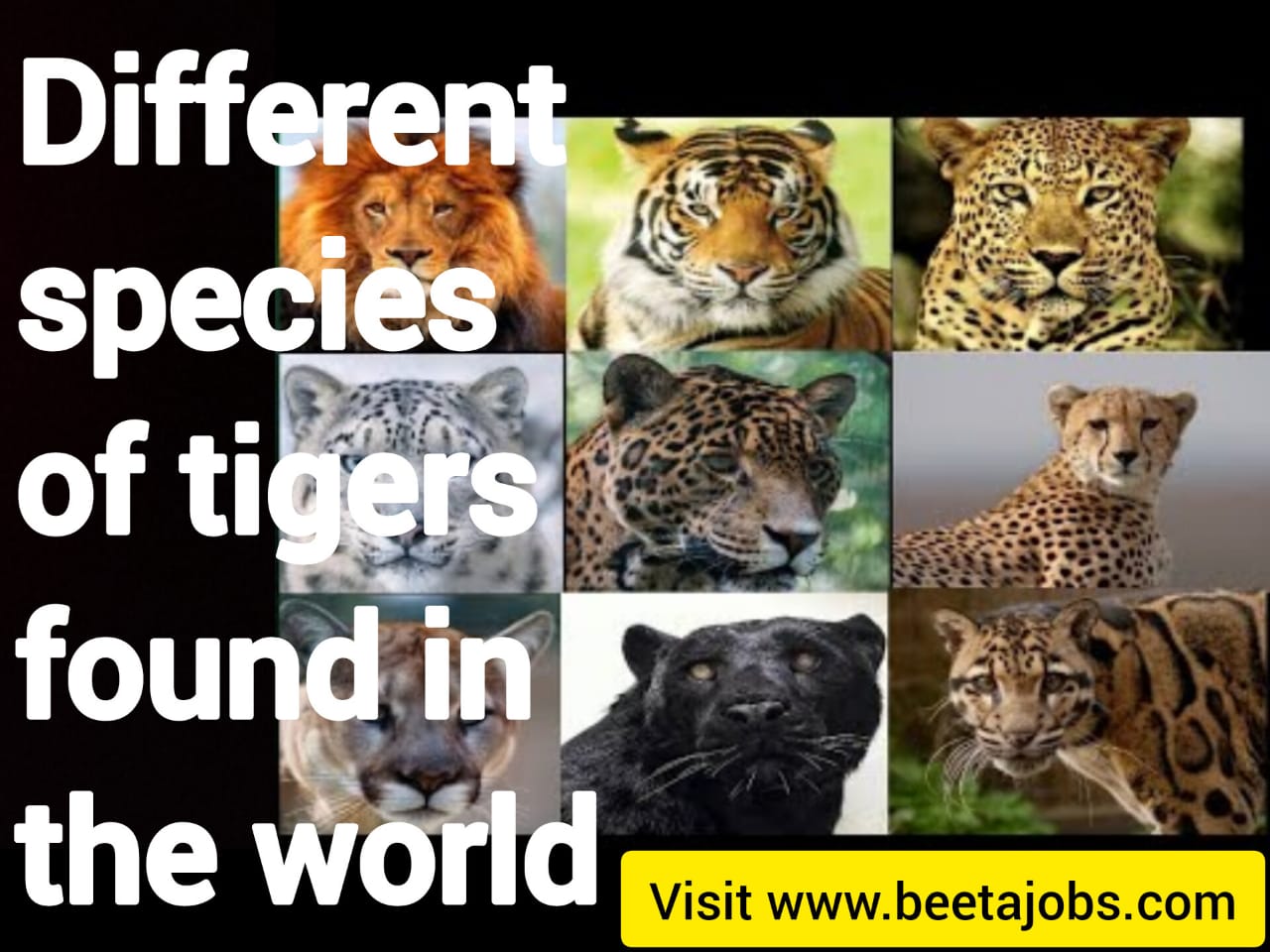 Different Species Of Tigers Found In The World