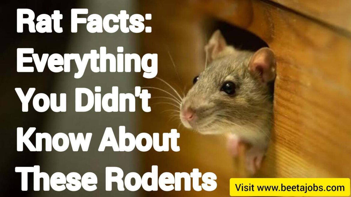 Rat Facts: Everything You Didn’t Know About These Rodents