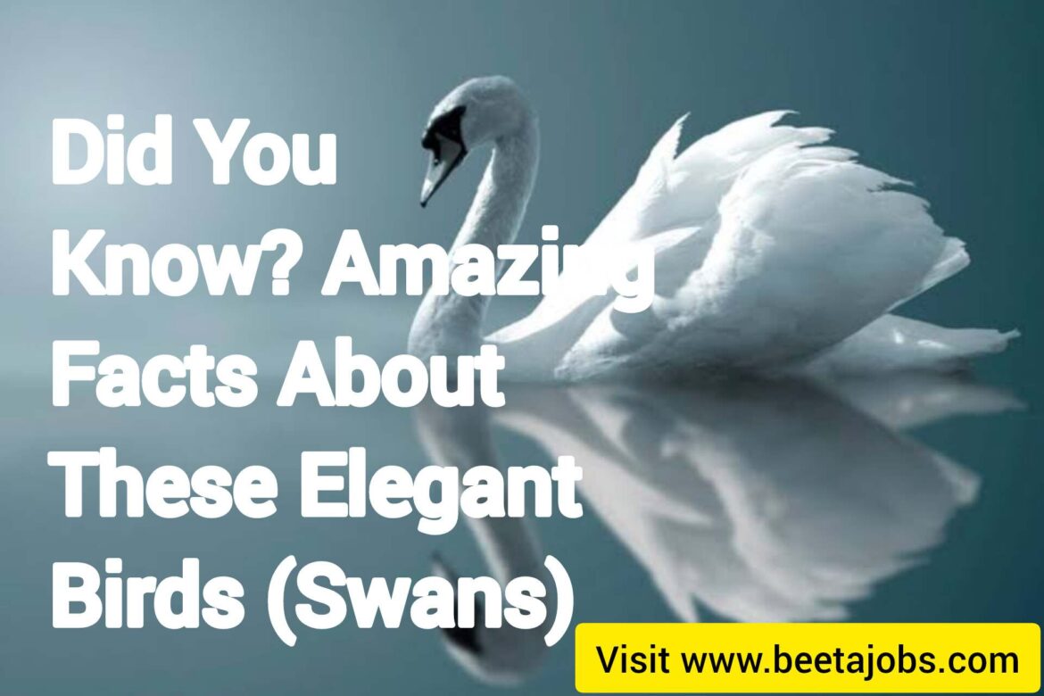 Did You Know? Amazing Facts About These Elegant Birds (Swans)