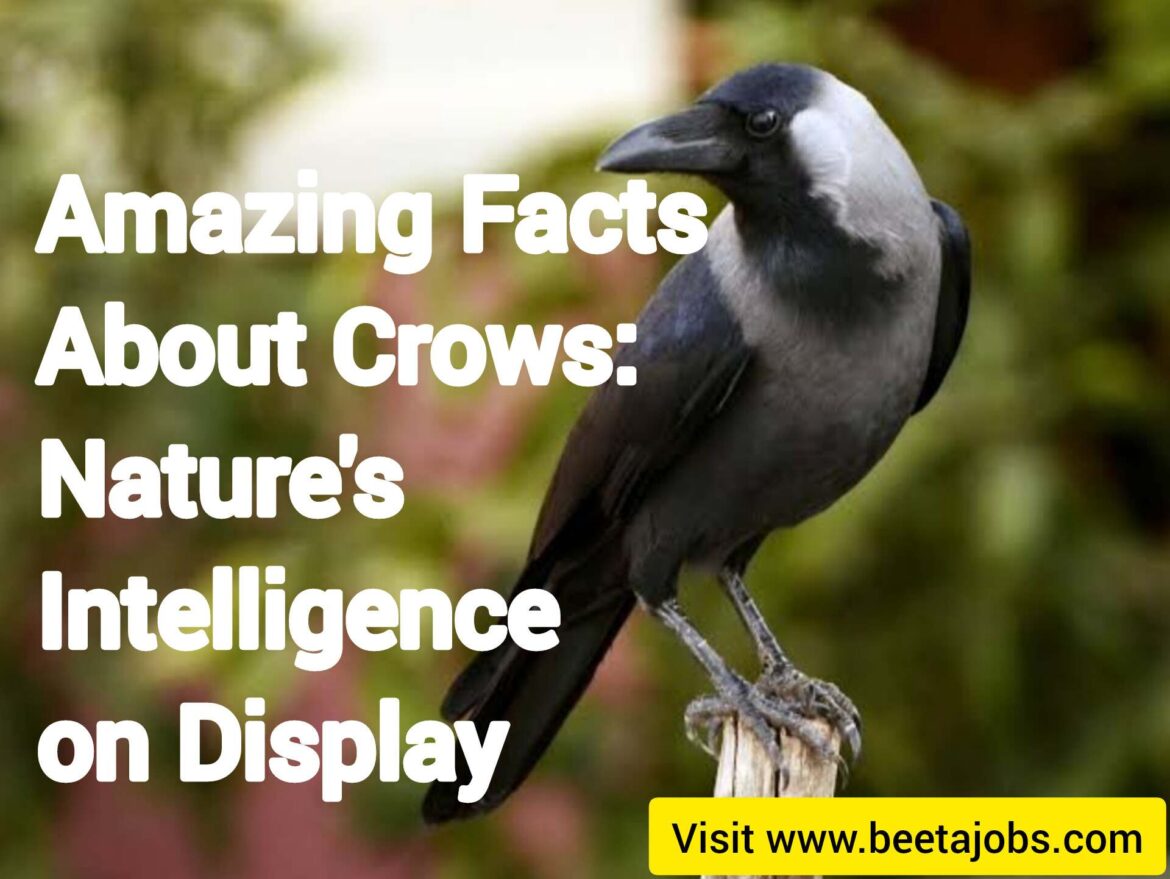 Amazing Facts About Crows: Nature’s Intelligence on Display