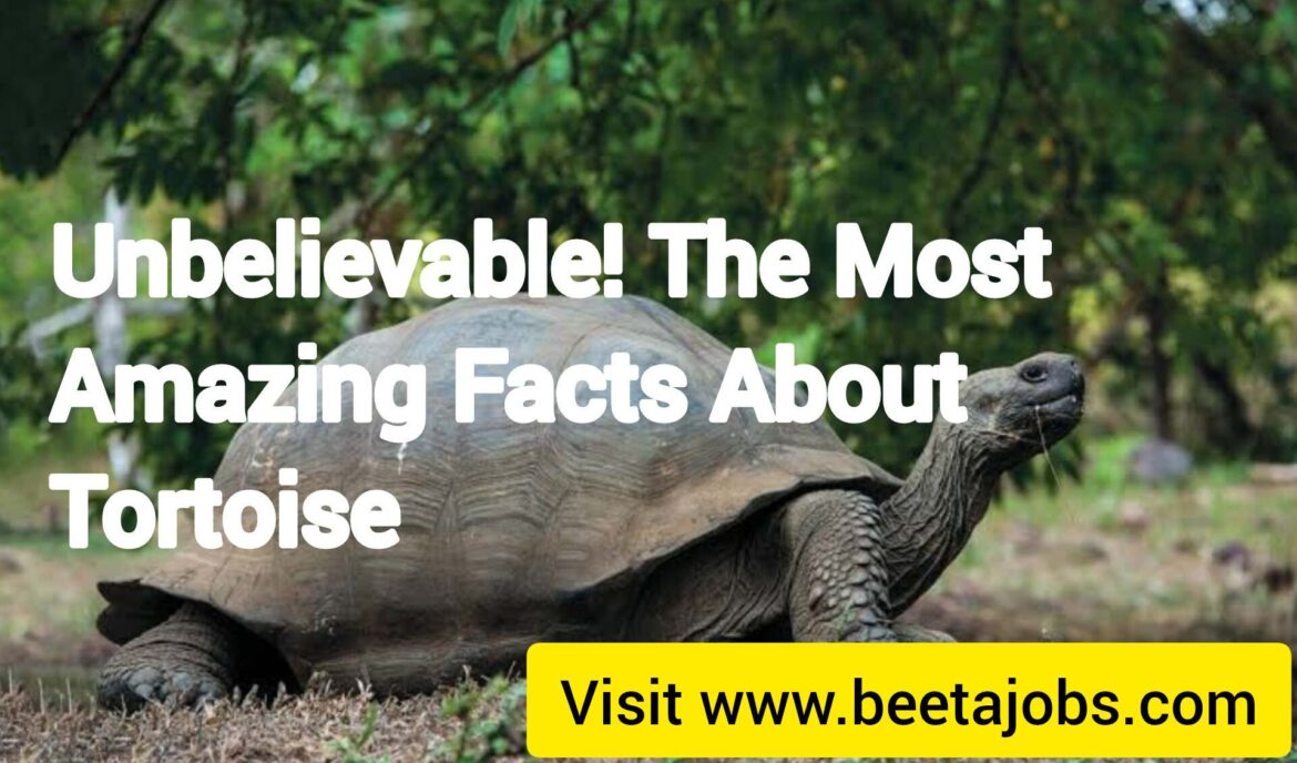 Unbelievable! The Most Amazing Facts About Tortoises