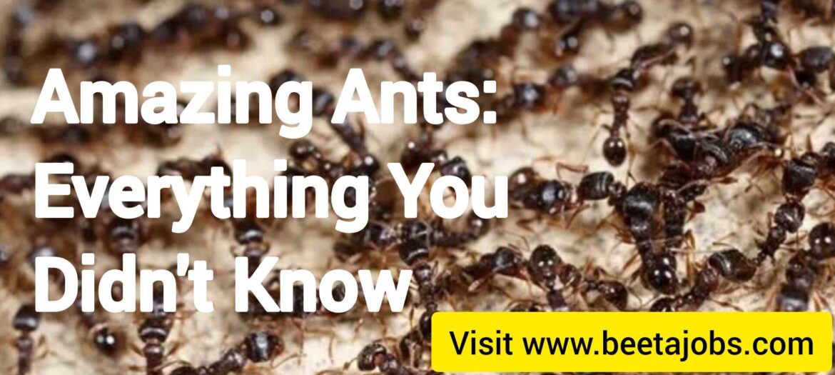 Amazing Ants: Everything You Didn’t Know